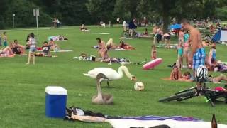 faze tari pase cu lebada