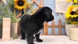 チワワ（ロング）の動画01