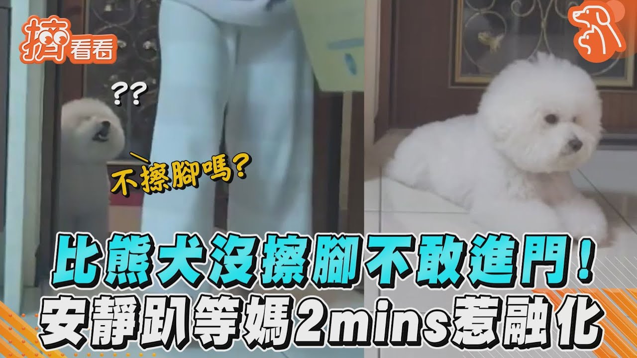 影音/比熊犬沒擦腳不敢進門!安靜趴等媽2mins惹融化