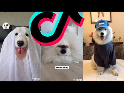 Samoyedcore