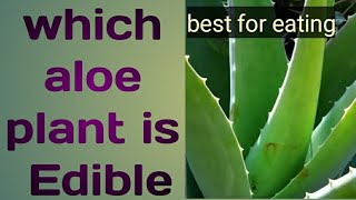 World popular edible aloe Vera || Which is the best aloe plant for eating || Edible aloe Vera ||