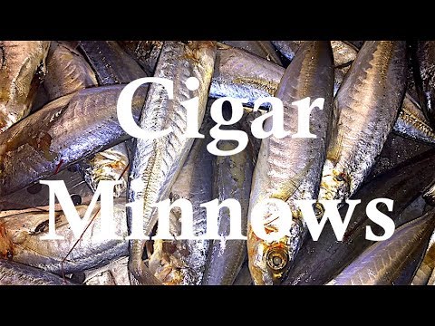 How I Salt & Surf Cast Cigar Minnows!