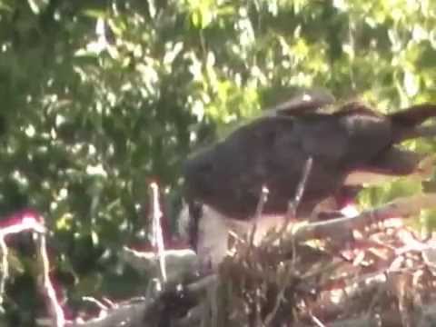 Nancy Today: Osprey feeds young 4 ASMR Birds 'Sounds of Nature'