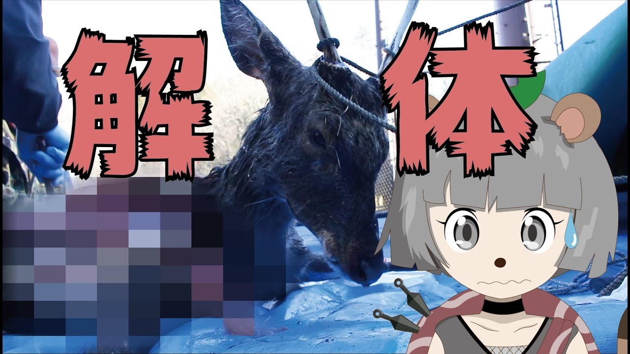 ぽんぽこ、鹿を解体するの巻!【バーチャル YouTuber】 ぽんぽこ、鹿を解体するの巻!【バーチャル YouTuber】