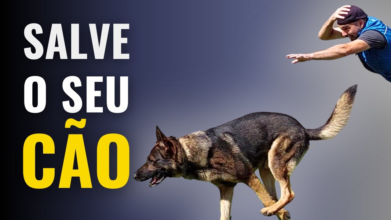 A MELHOR TÉCNICA de como ENSINAR SEU CÃO A NÃO FUGIR! Passo a Passo