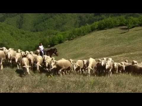 "A PASSO D'UOMO TRA I PASTORI" - il Trailer