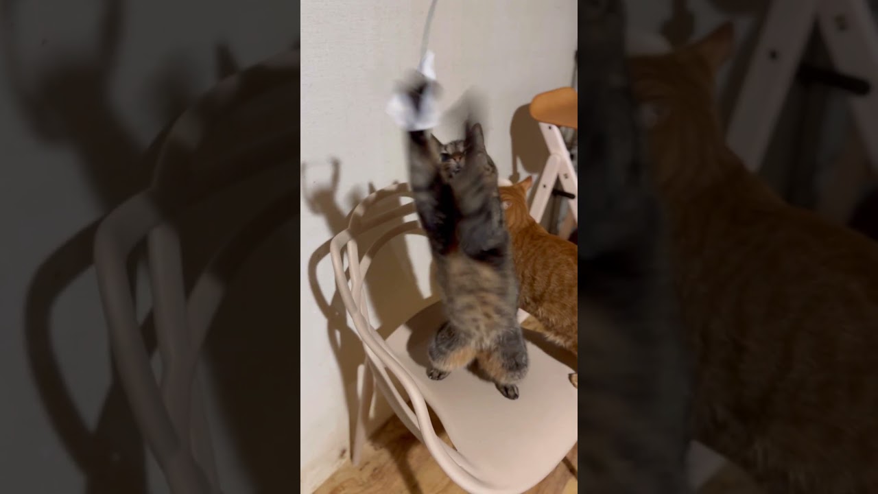 シェルターのリアルタイム【よく遊ぶ直角さん】 20240202＊22:44