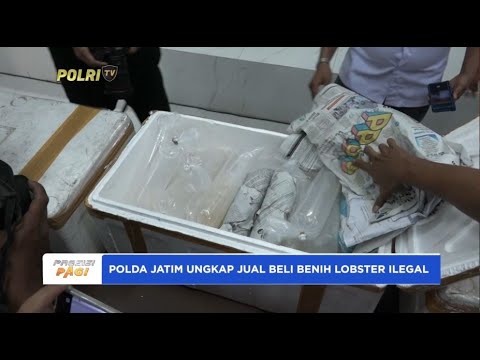 POLDA JATIM UNGKAP JUAL BELI BENIH LOBSTER ILEGAL