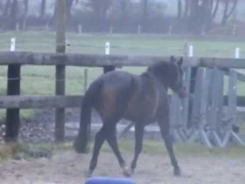 Sttute geb.2009 v.Canstacko / Ginsberg / Libanon