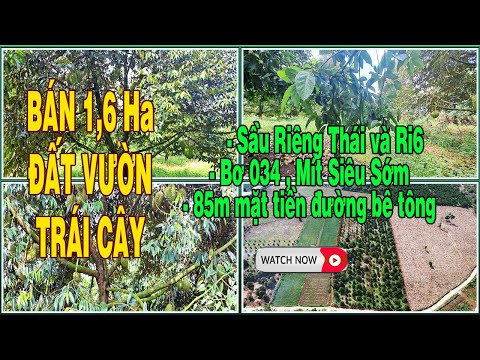 Bán 1,6 hecta đất vườn sầu riêng Thái, Ri6 || Suối Nho, Định Quán, Giá 800tr/sào