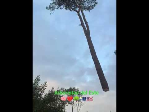 Arboristas del Este !! realizando tareas por zona de José Ignacio 🌳🇺🇾