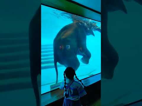 Life At The Zoo | Funny Elephant Swimming In Khao Kheow Zoo #1 #shorts #shortvideo #elephant #funny