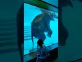 Life At The Zoo Funny Elephant Swimming In Khao Kheow Zoo 1 Shorts Shortvideo Elephant Funny