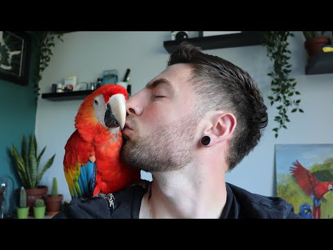 Introducing my scarlet macaw | MEET ARORA