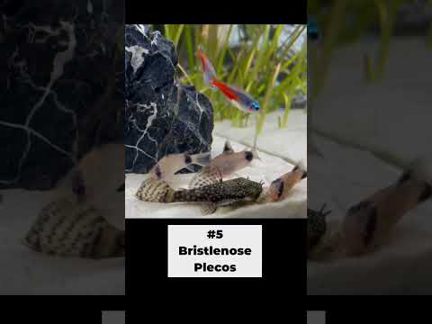 Top 10 Betta Fish Tank Mates #shorts