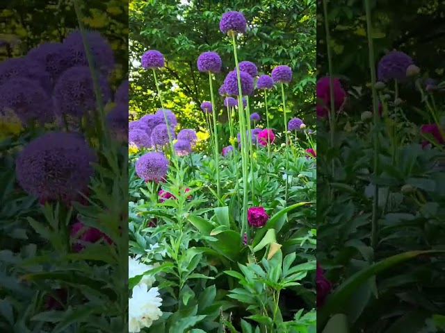 Vídeo relacionado con Magic of Nature: Semillas de Allium Gigante (30 uds) Allium giganteum