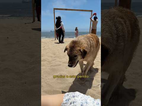 En Penco no se puede jugar a la pelota ⚽️ 🚫 🐕!! #perro #penco #biobio #chile #conce