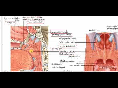 Muscles of soft palate 2