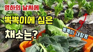영하의한파날씨에 뽁뽁이에 심은 채소는 무른잎 하나 없다 뽁뽁이재활용 멀칭비닐