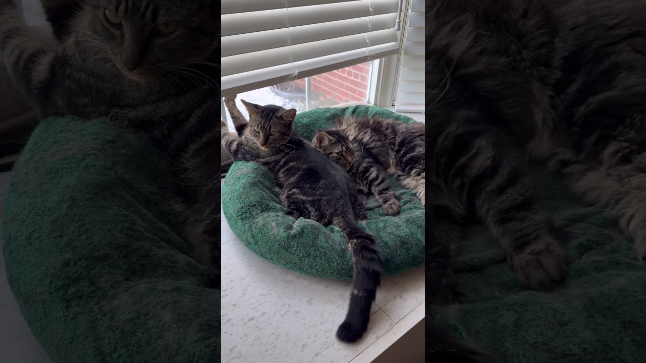 Enlarge Jake 'n Artemis-New Best Friends, a Adoptable Domestic Medium Hair in Arlington, VA video 6/6