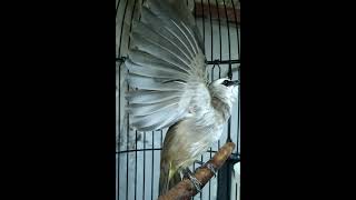 Download lagu Trucuk gacor // ropel bokong cilik // ciri khas pekalongan #trucukgacor #ropelantrucukanterbaik mp3