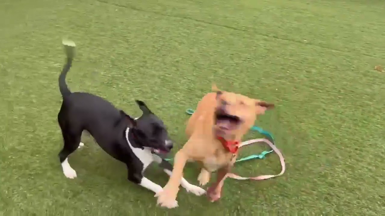 Blazer, a Adoptable mixed breed in Hartsville, SC video 2/5