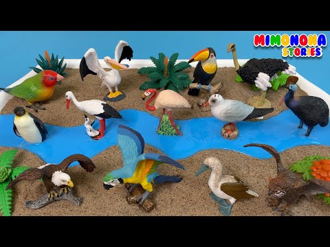 Nombres de Aves para niños 🦅🐧 Pingüino Tucán Pelicano y mas ✨ Videos educativos | Mimonona Stories