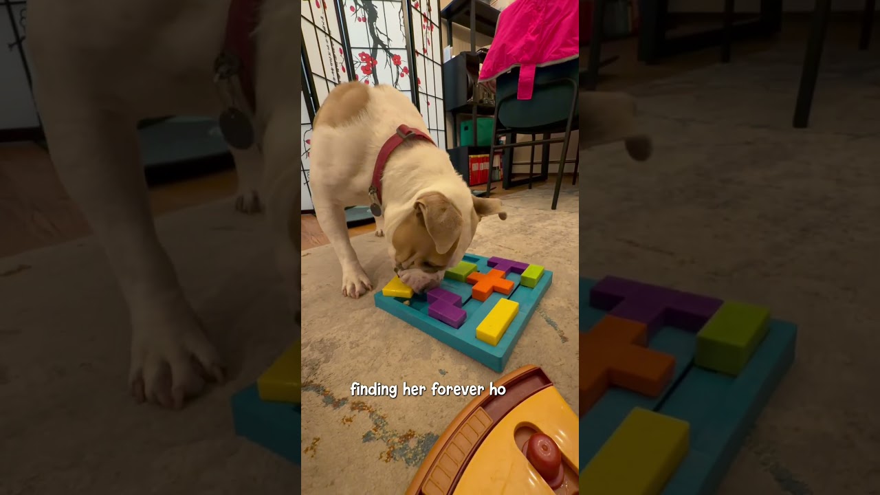 Enlarge Couch Potato - Remy Bark!, a Adoptable mixed breed in Beacon, NY video 2/6