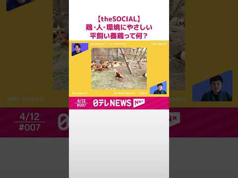 鶏に卵が詰まった場合はどうすればよいですか?リスクなしですぐに解決するための 5 つのアクション!  庭園