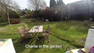 Charlie in the garden