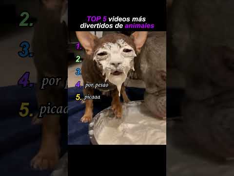 Morirás de la risa con este video 😅 😅 😅  #risas #animales