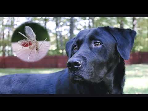 Escuela Rural Nº 53 de Arroyo Malo (Quebracho, Paysandú) - Video 2
