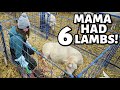A Set Of Sextuplets A Set Of Quintuplets And NINE Stillborn Lambs Vlogmas 2022 Vlog 656