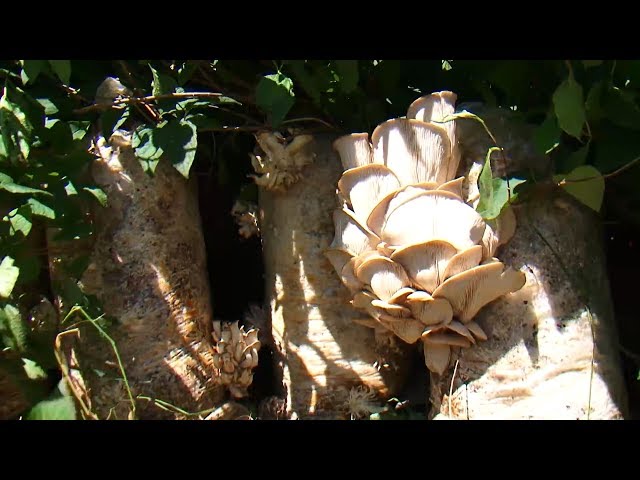 Грибы круглый год