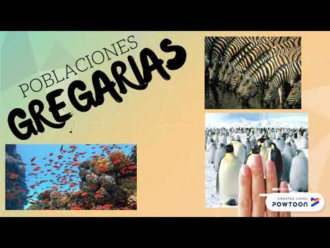 Video de Biologia- POBLACION DE RENACUAJOS