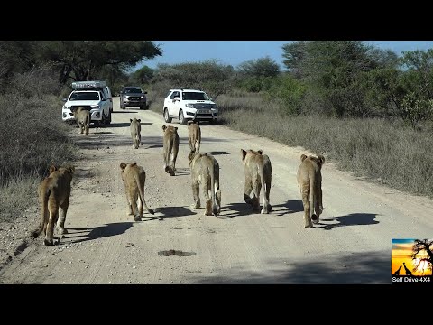 Lets Follow A Mega Lion Pride In Kruger National Park