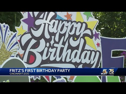 Cincinnati Zoo celebrates baby hippo Fritz's first birthday with party