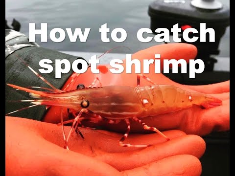 How to CATCH spot shrimp - ULTIMATE Guide!