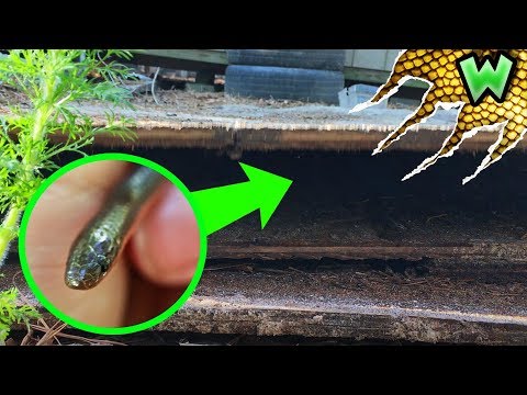 Il serpente PIÙ PICCOLO che abbiate mai visto! Incontri incredibili sotto un'asse marcia