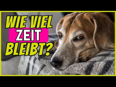 8 Signale, dass ein Hund sich auf den Tod vorbereitet