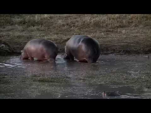 Djuma: Hippos leaving the dam - 17:43 - 07/05/2022