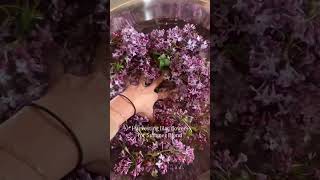 A few weeks back I was struggling to agree with a moving date because I was waiting for lilacs to