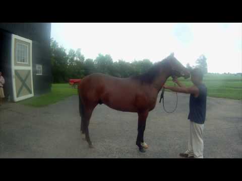 09 Chagall by Harlan's Holiday