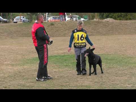 MM MSKS Zbraslav 2016 - Šimková Petra - Cherokee ze Stříbrného kamene - obrana/defense