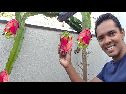 A colheita video