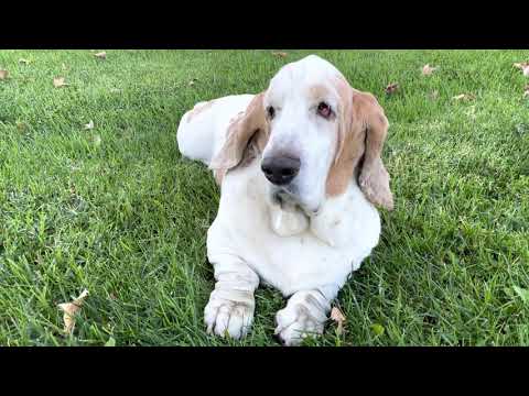 Vincent my Basset Hound dog listening hard to hear the world.