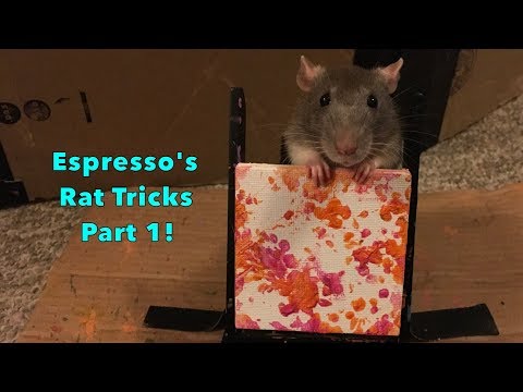 Espresso's Rat Tricks Part 1!