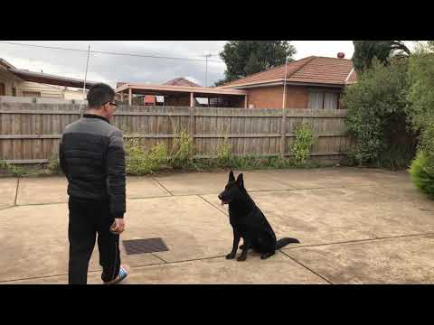 Saturday training with a black German shepherd