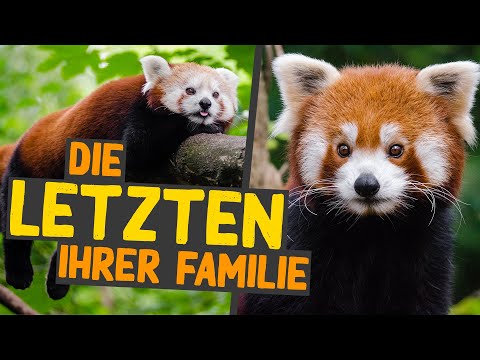 5 Fakten über: Kleine Pandas
