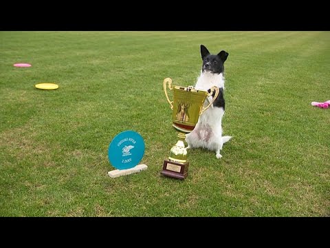 Video Thumbnail: Flying Cake Beza: Tierheimhund wird Frisbee-Europameister